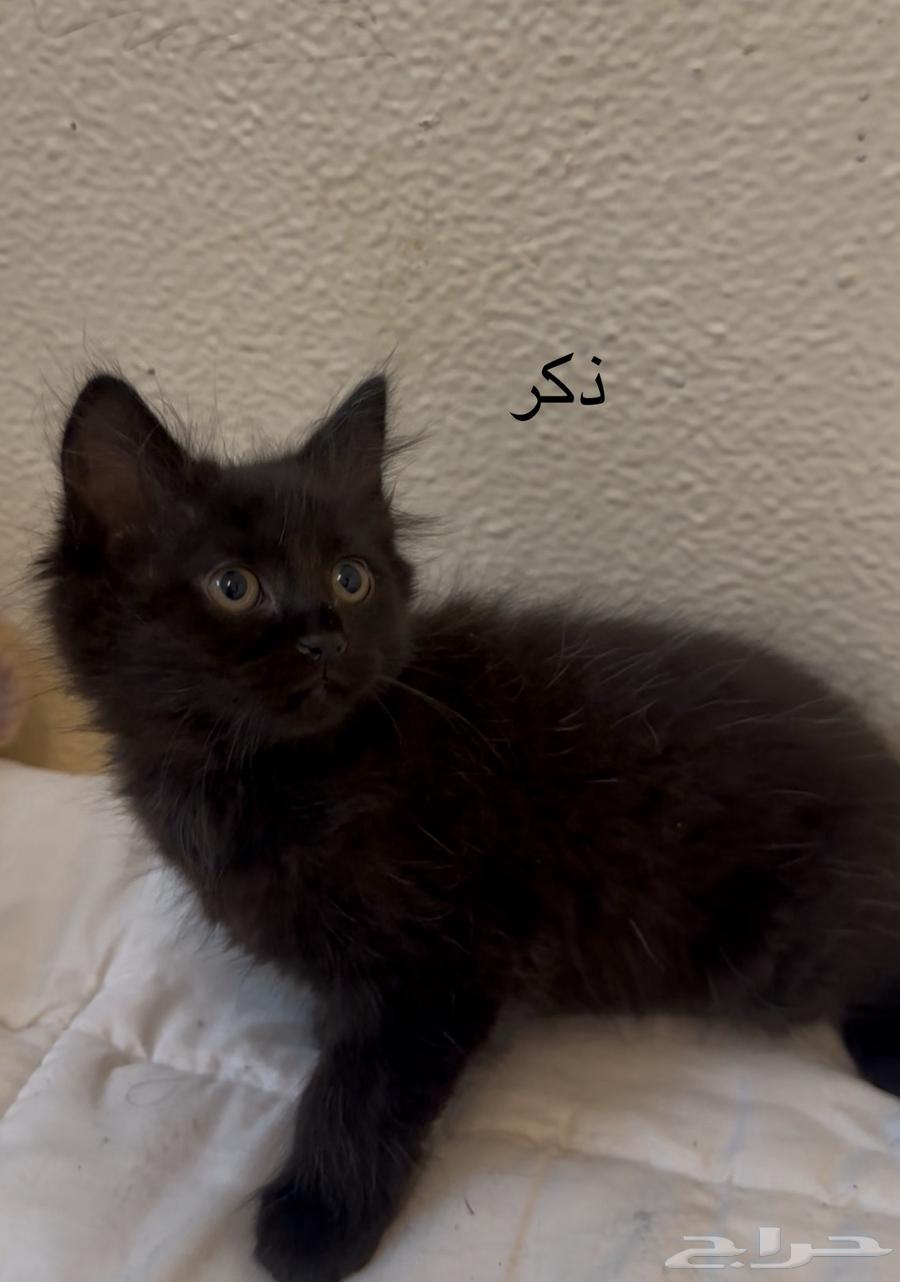 قطاوه للبيع64359966564739112