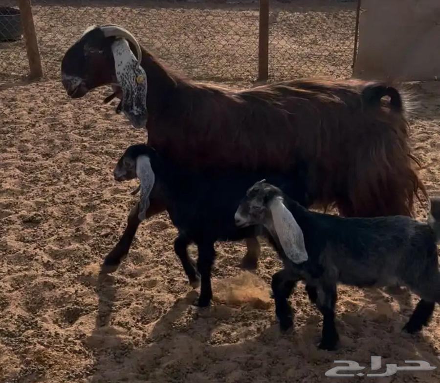 عنز قبرصيه كفووو64355683940866111