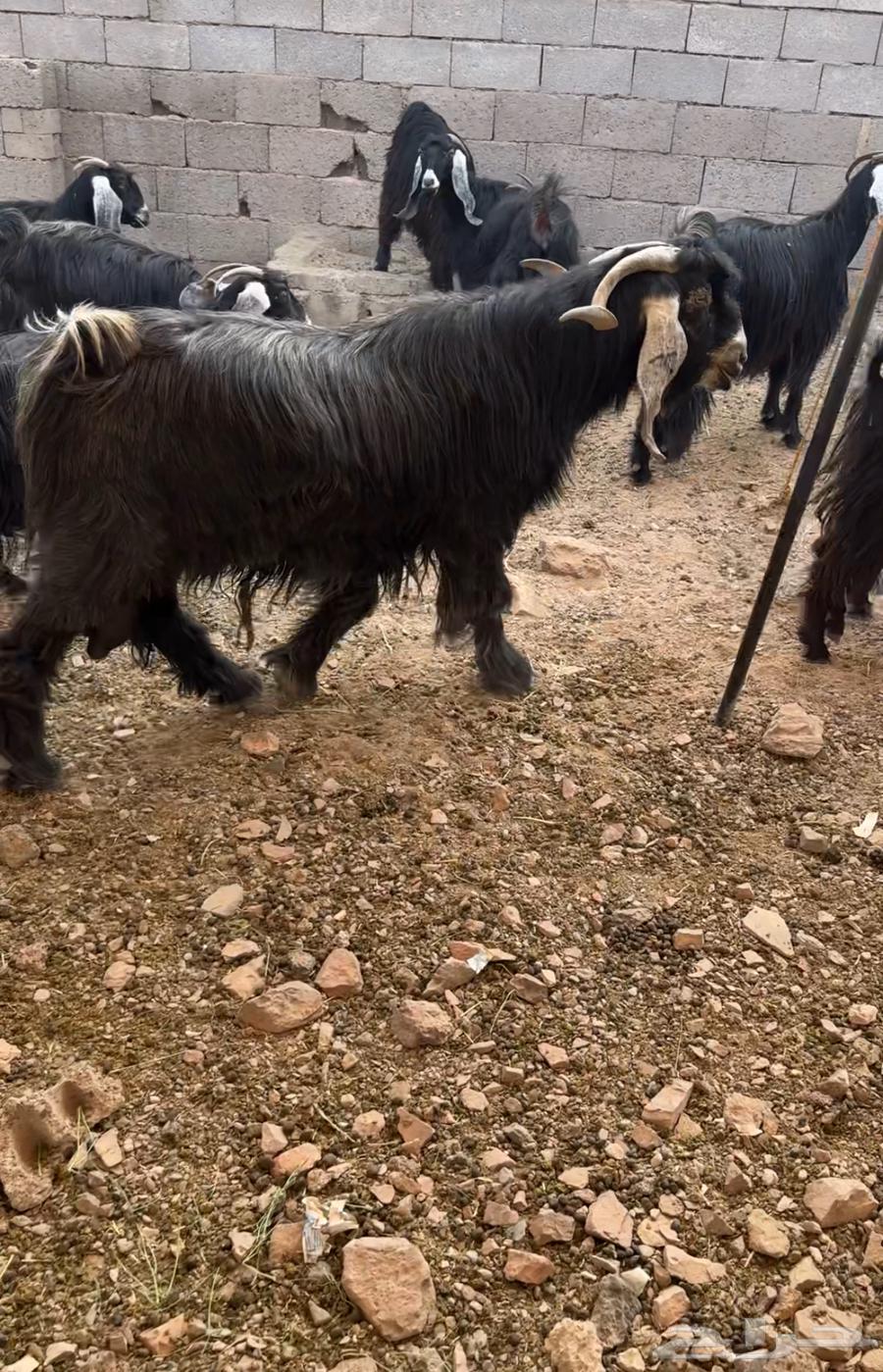 Goat64359966556803111