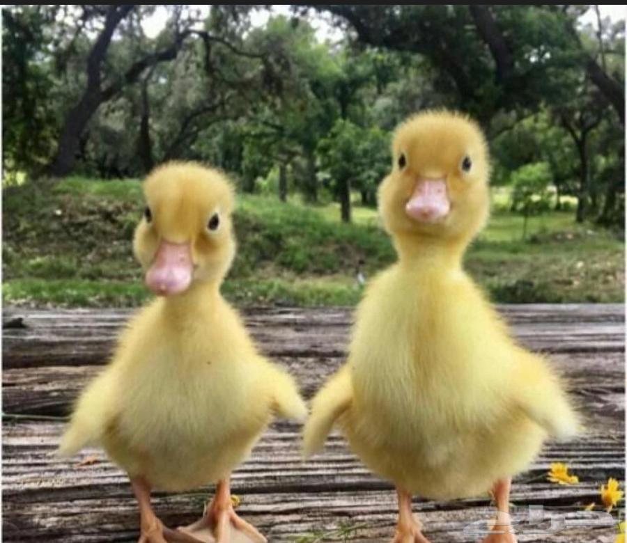 Beijing duck for sale at reasonable prices, new batch available64362074826497111