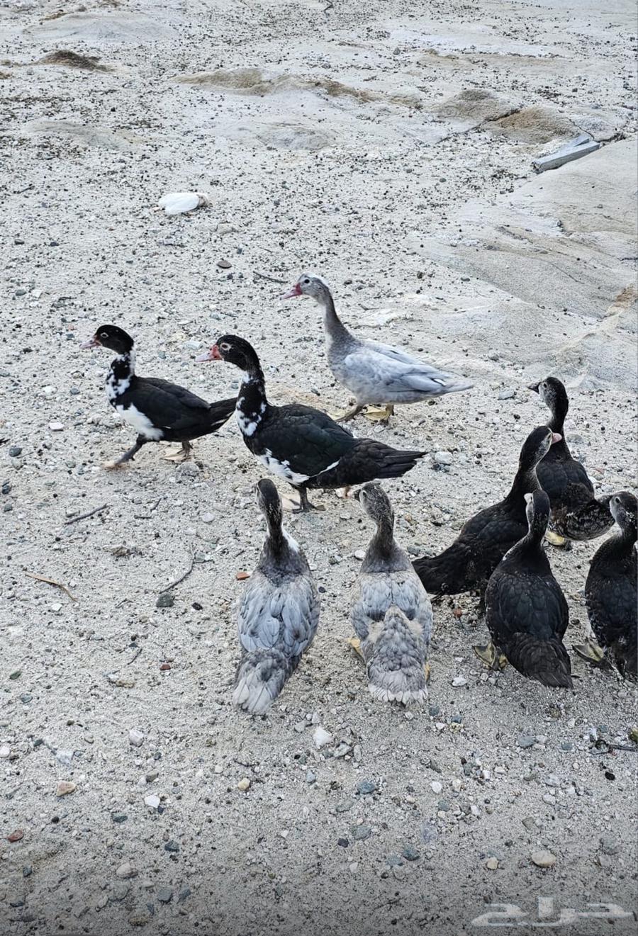 بط بلدي للبيع64352972718083113