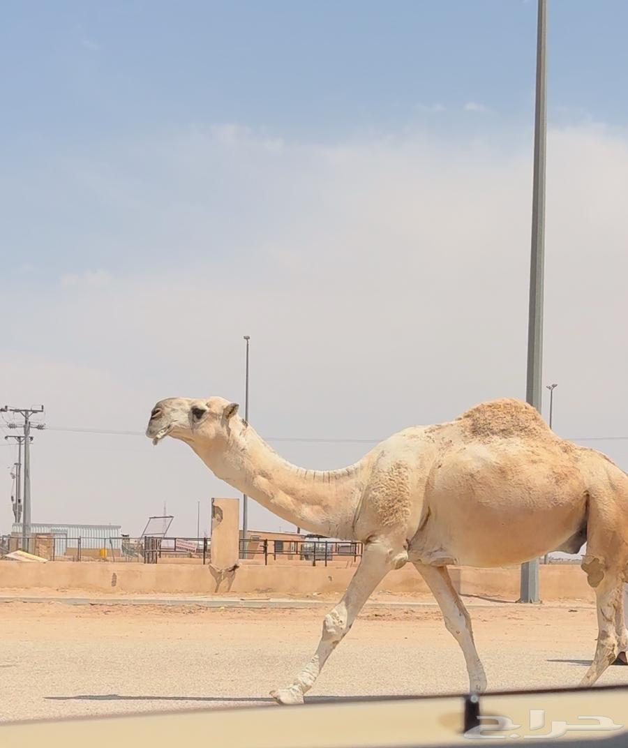 Bateeli Camel, Good64360275661698112