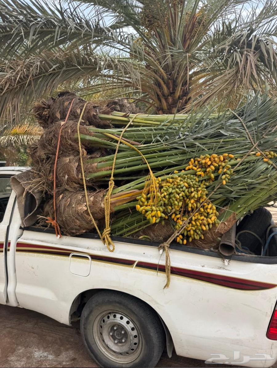 Palm trees for sale in all types and sizes, delivery included64357365195394113