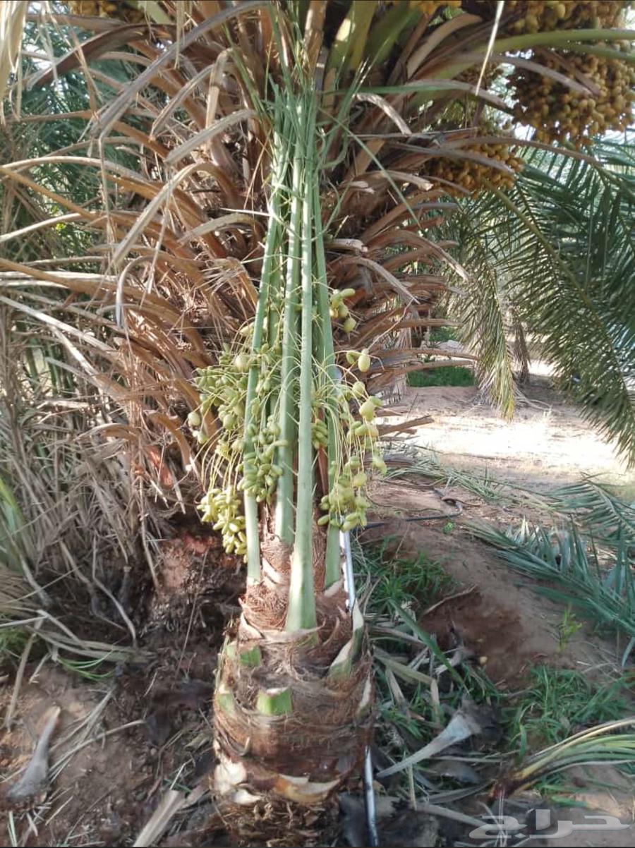 Palm trees for sale in all types and sizes, delivery included64357365195394114