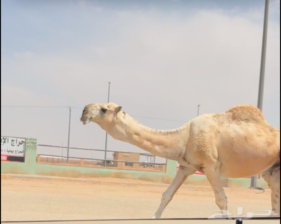 Bateeli Camel, Good64360275661698110