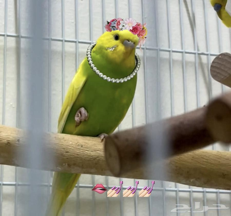 إناث عصافير الحب (البادجي) ..64350262207106112