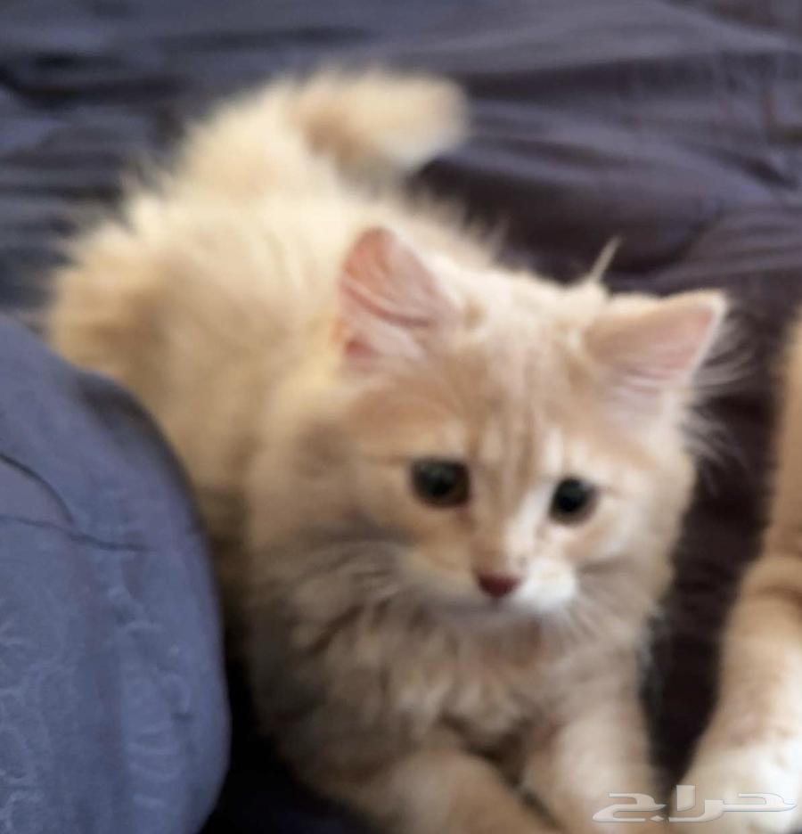 قطط للبيع64357012055299113