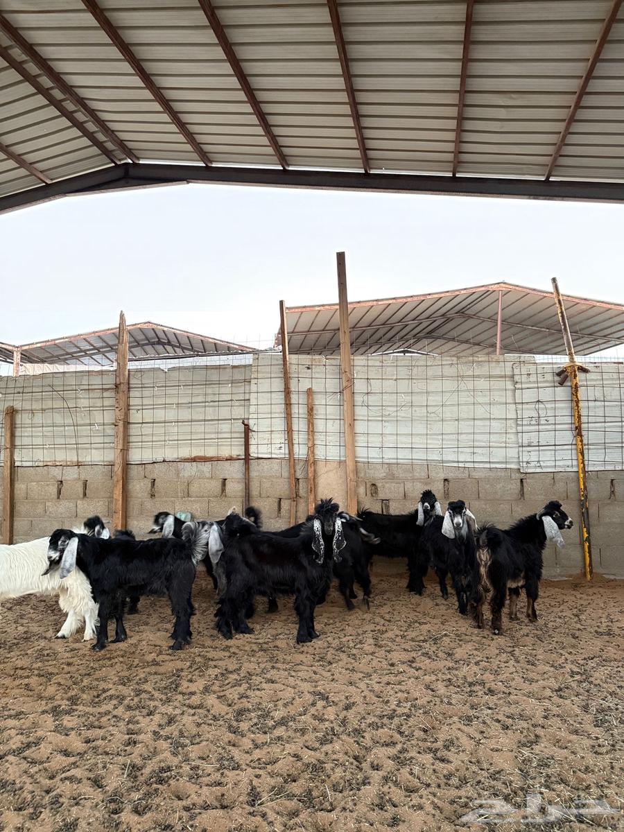 Tios Awared64358785563266111