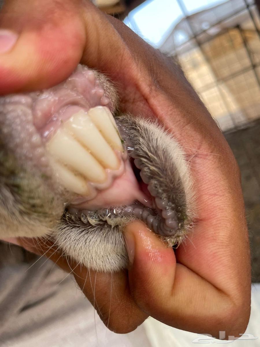 للبيع ماعز معها من 264359763950081112