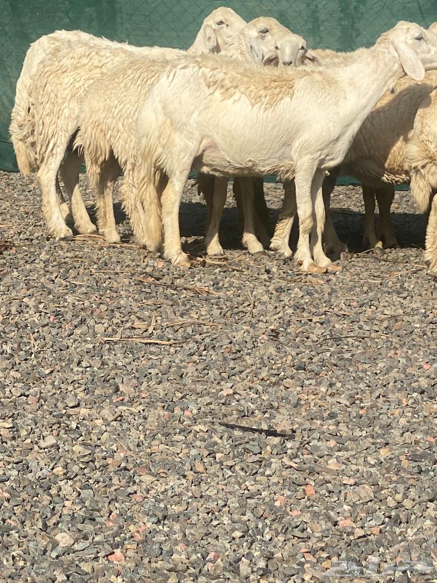 Sheep for sale, healthy and fertile64352245464705110