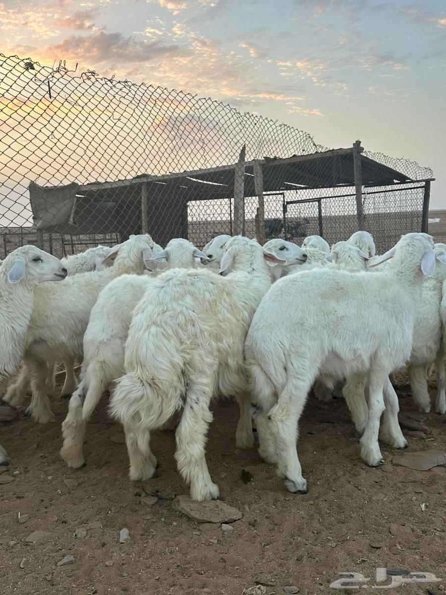 للبيع طليان حري64360711431810112