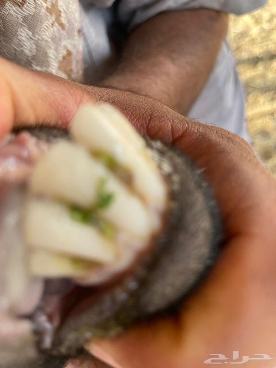 للبيع ماعز معها من 264359763950081113