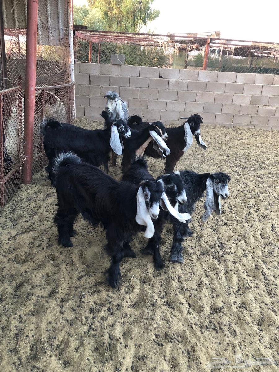 للبيع تيوس64357777252739113