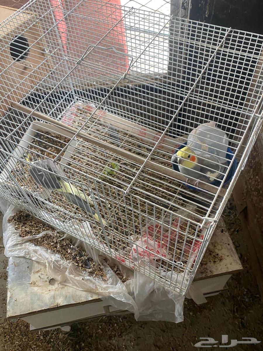 طيور روز وبادجي وكروان للبيع الموقع الباحه64358727887362112