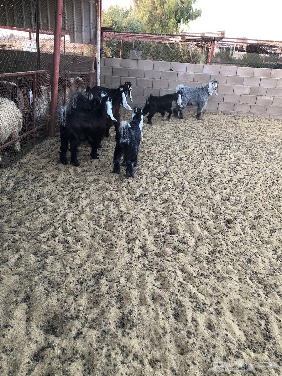 للبيع تيوس64357777252739112