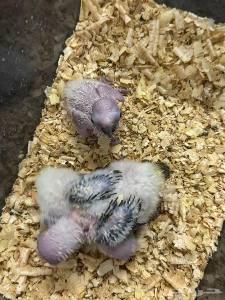 فروخ صن كنيور 364362453863937111