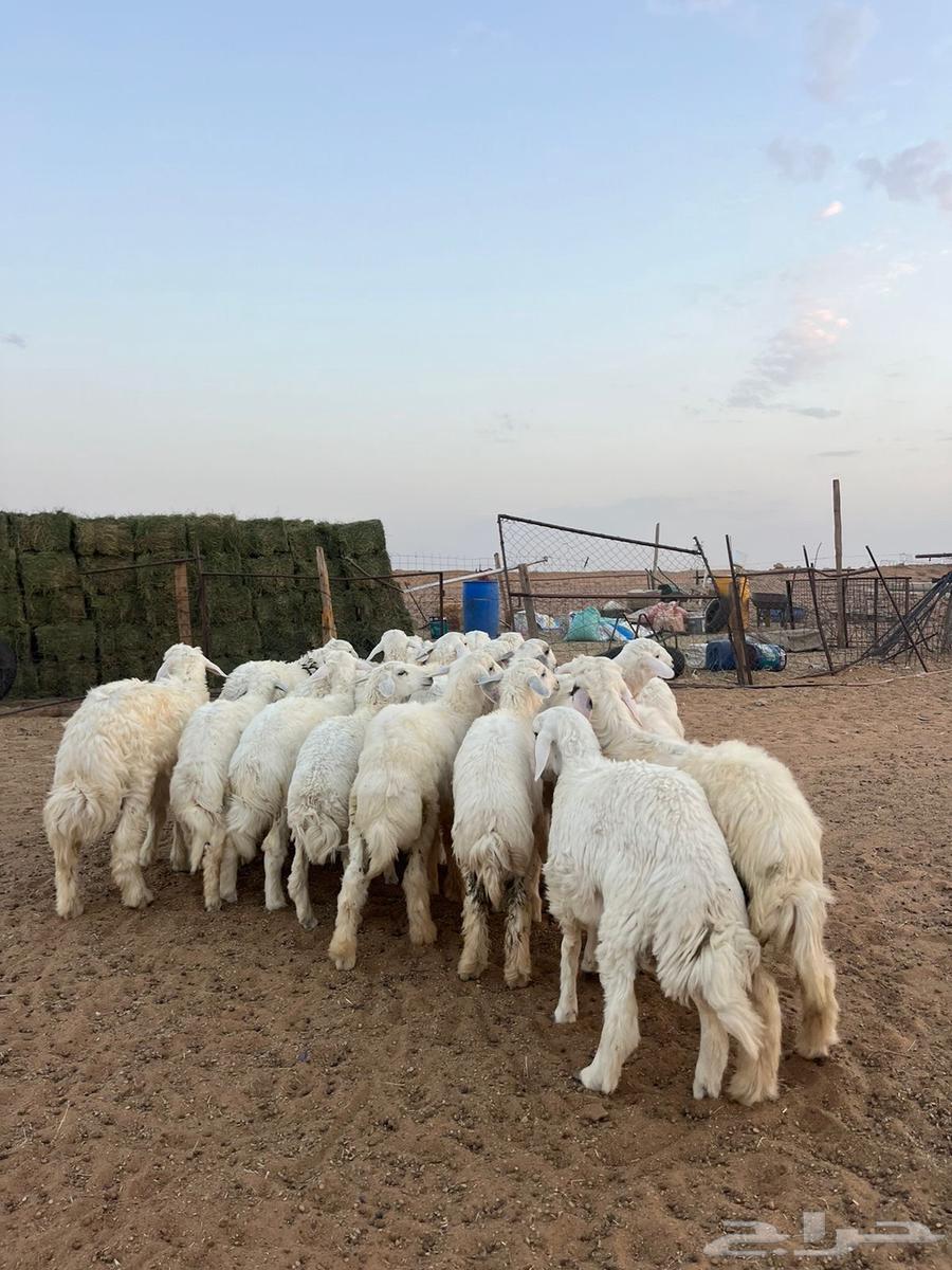 للبيع طليان حري64360711431810110