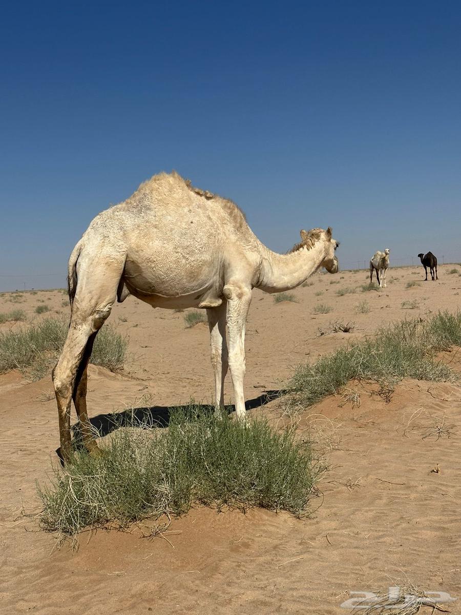 Extended sitting64359317543299110