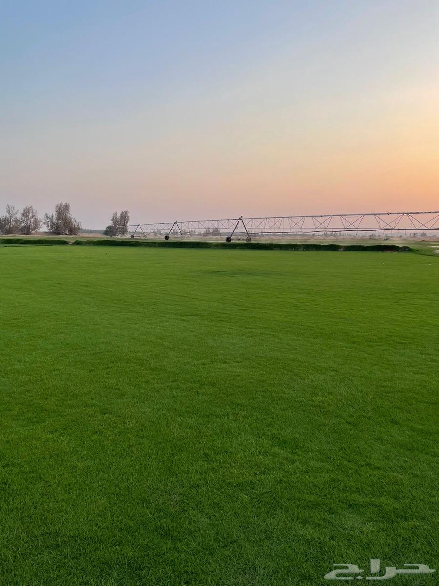 ثيل طبيعي c2000سعر جمله من المزرعه64359203462914112