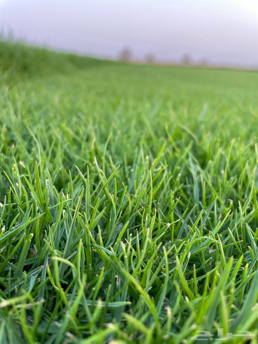 ثيل طبيعي c2000سعر جمله من المزرعه64359203462914110