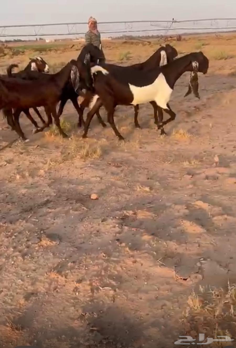 Mizae Msharik Dham Tqem64359274565251110