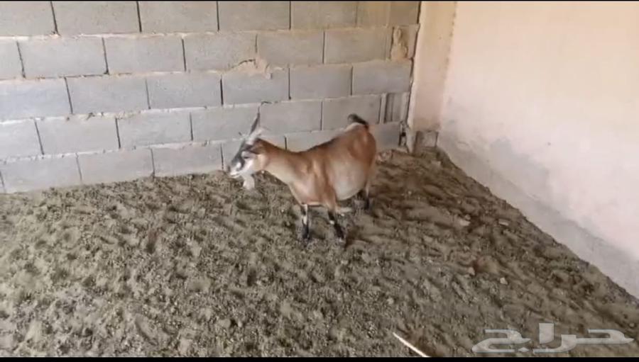 Dwarf goat64351714973825111