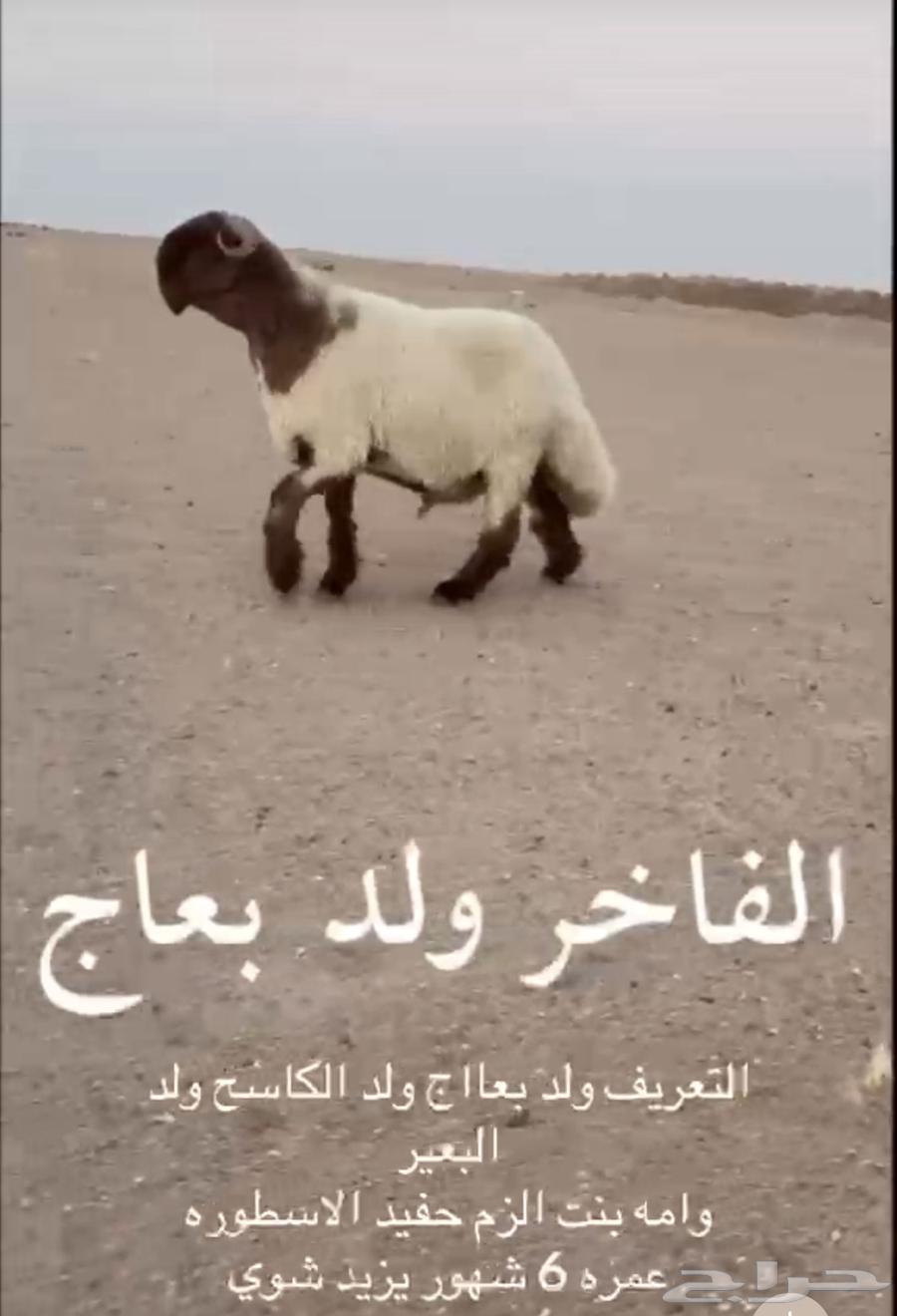 جذع نعيم فاخر64359317608066111