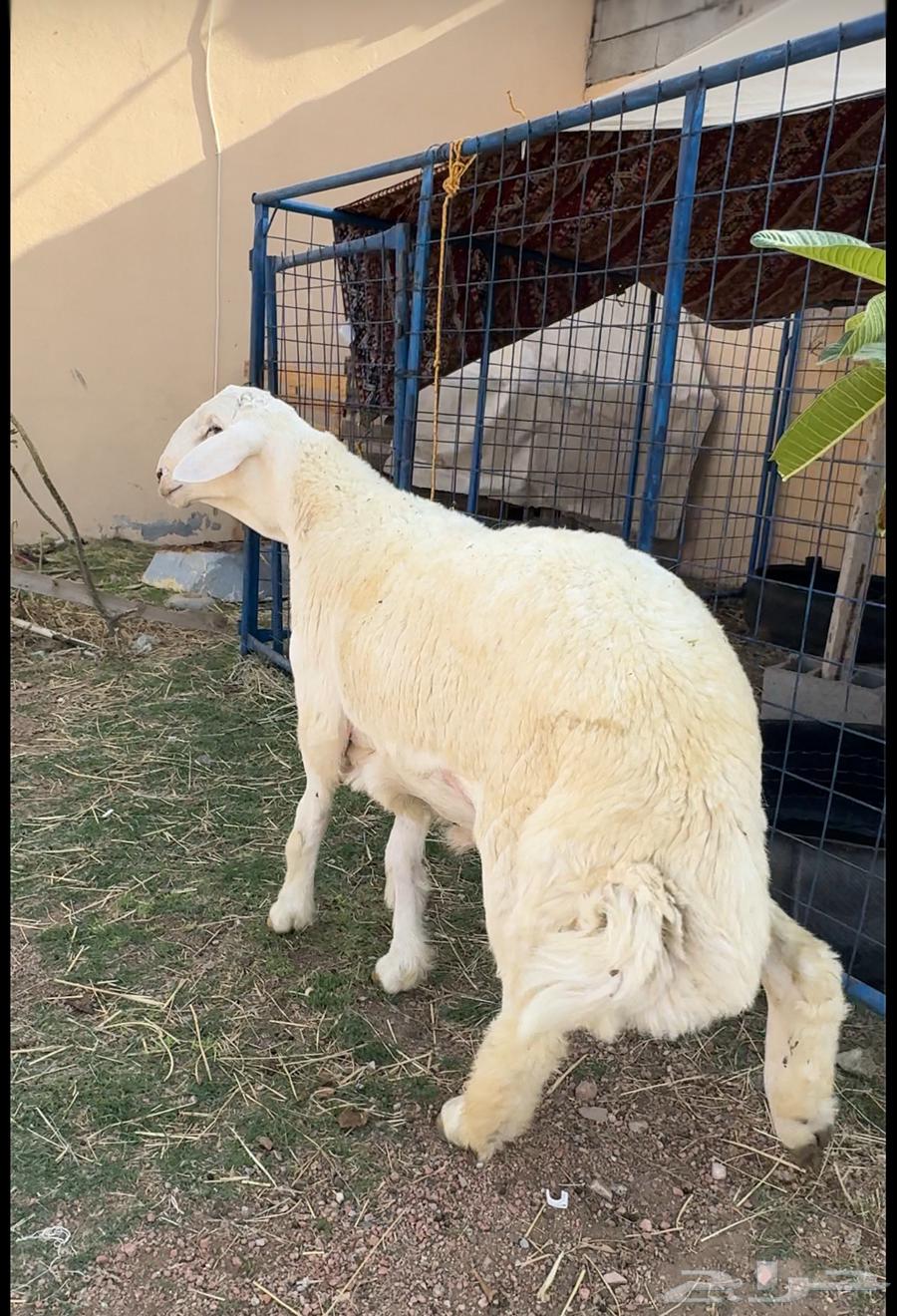 طلي حري صنف الصنف ابرص شعره ملكية تم البيعع64352320881794110