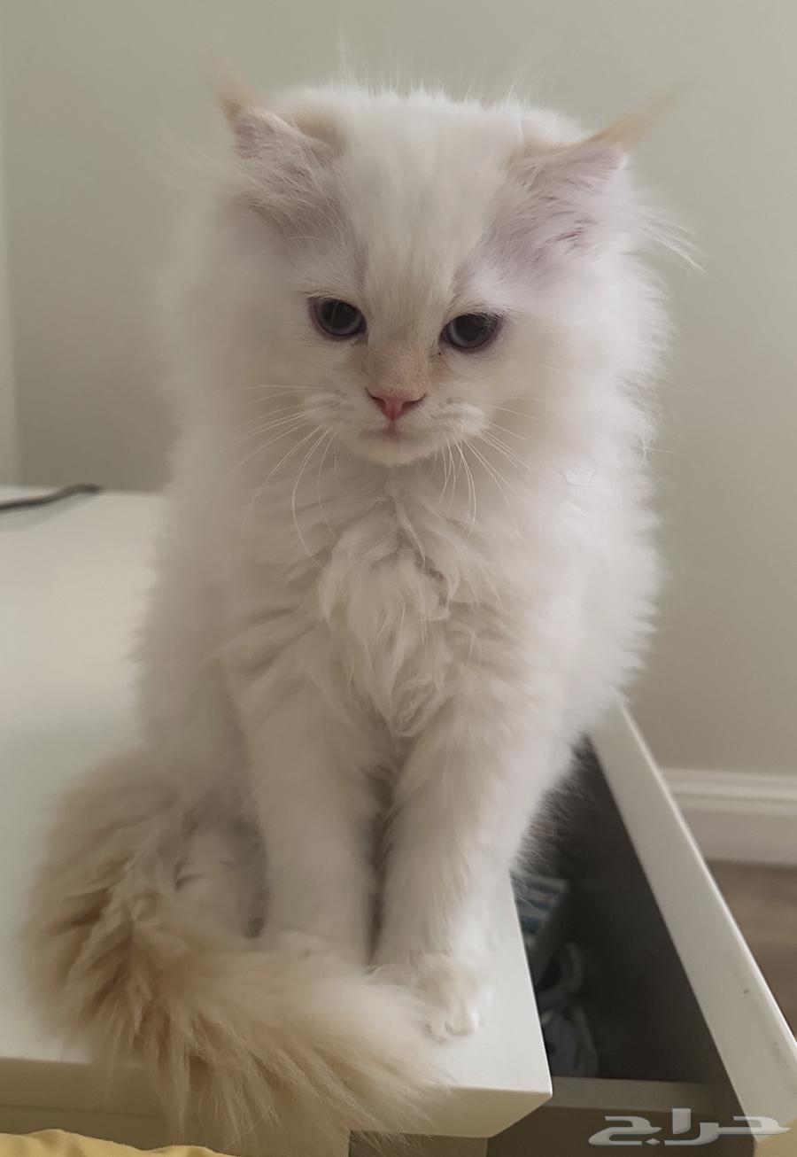 قط للبيع64360681891841112