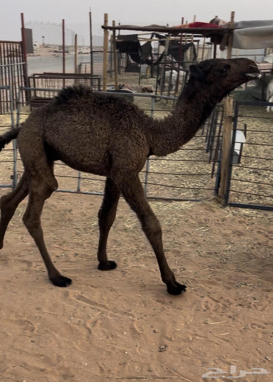 للبيع حوار ضيار64358440052993110