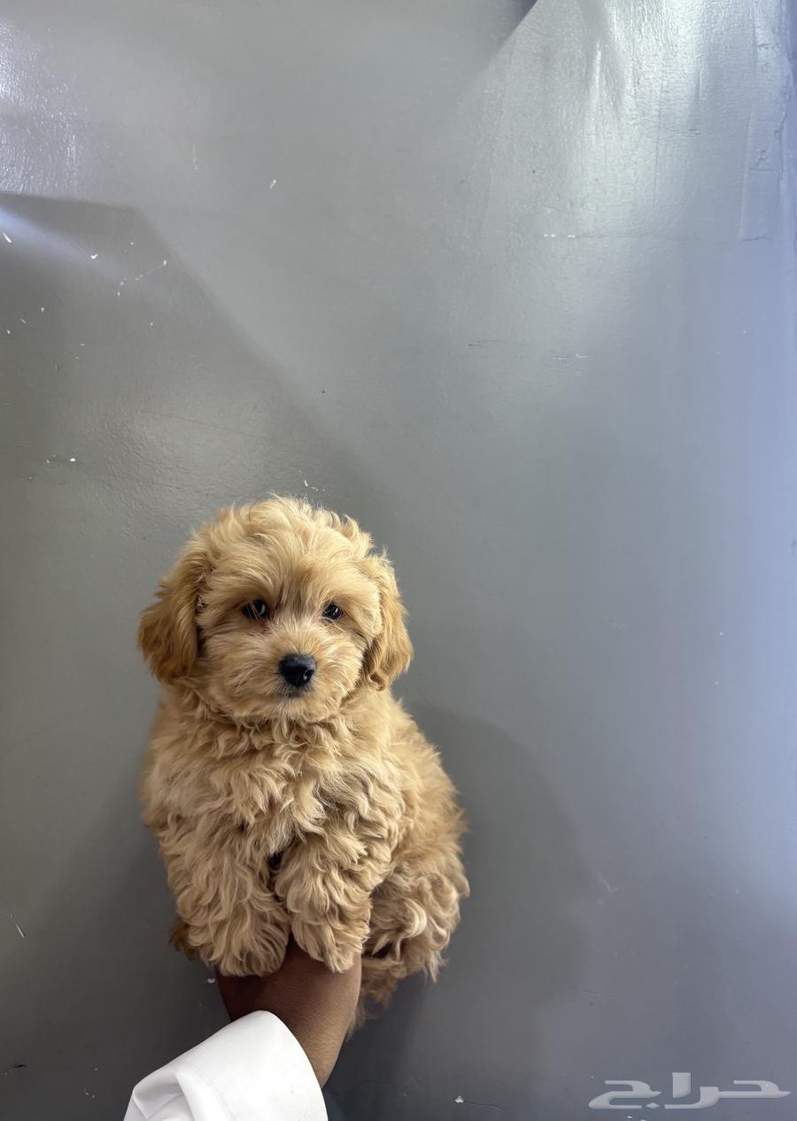 كلاب مالتيبو عمر شهرين64359735014273111