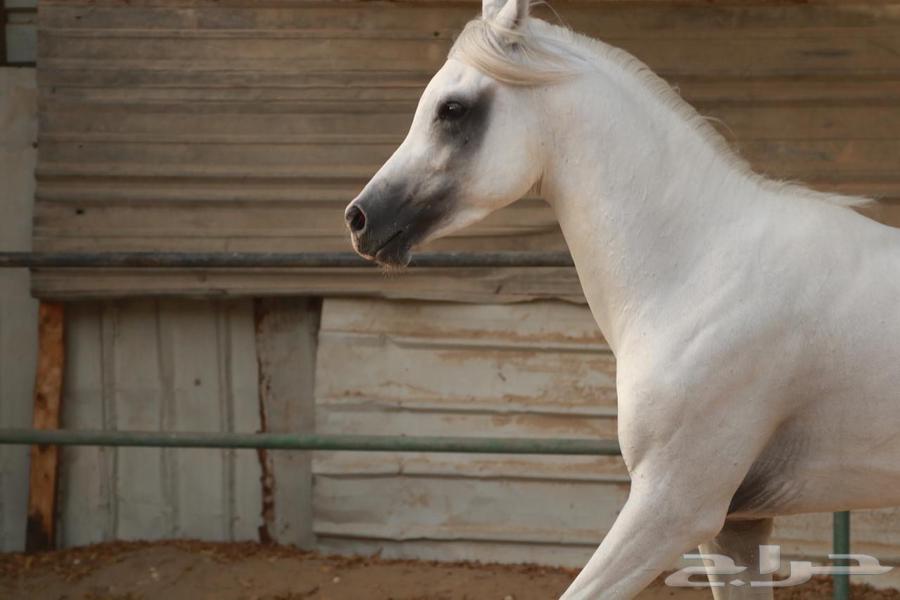 حصان شعبي64349140497025111