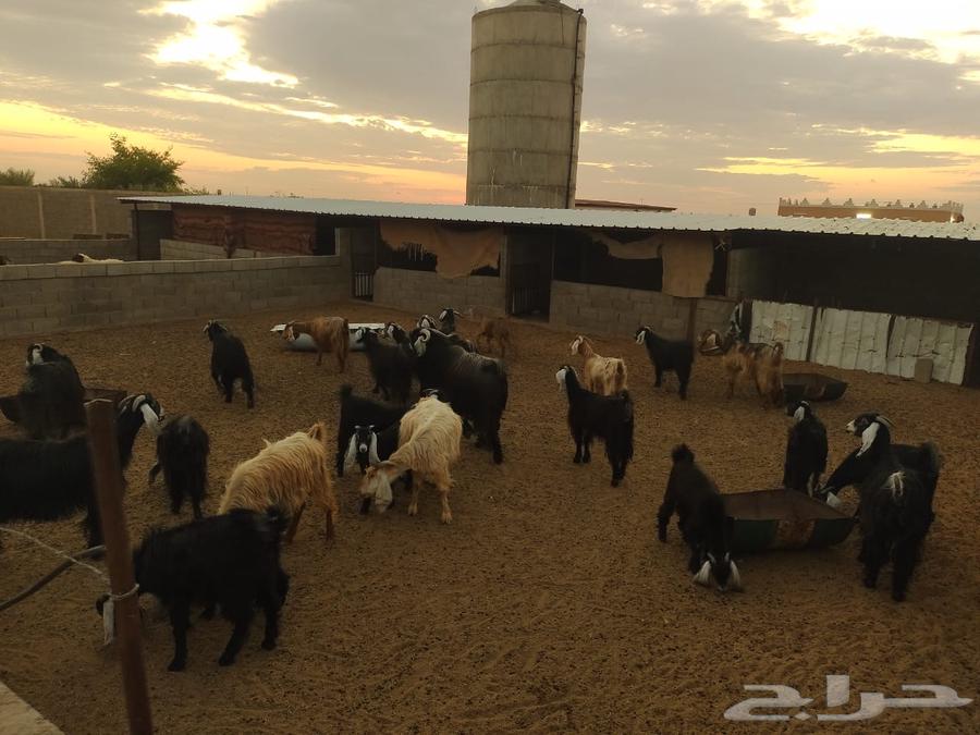 معزا مضاريع العدد 25 مع فحلهن64358957823235110