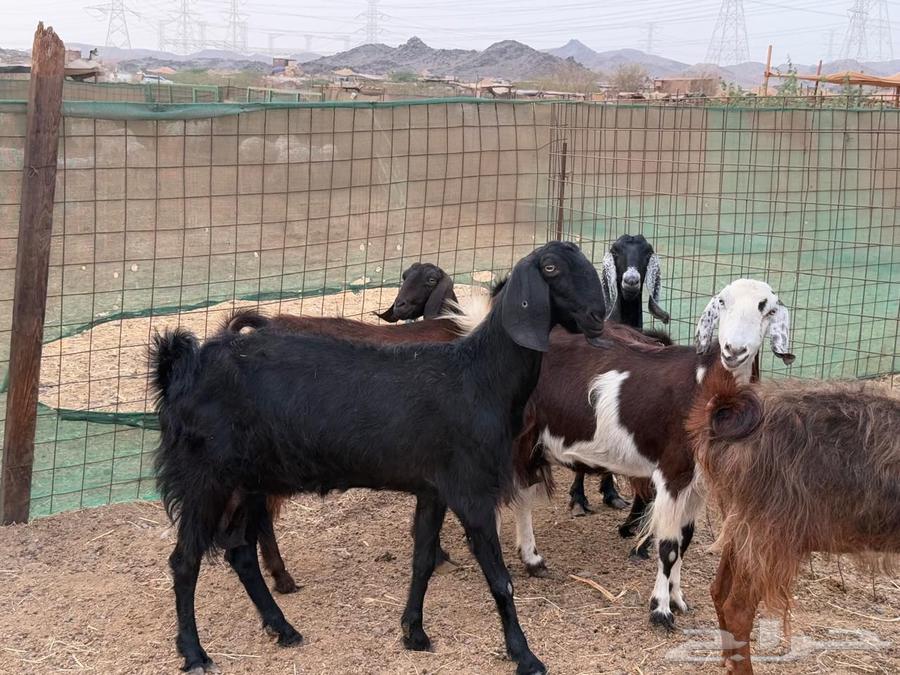 للبيع معزاء عوارض دفيع مشاءالله تبارك الله64359893958786111