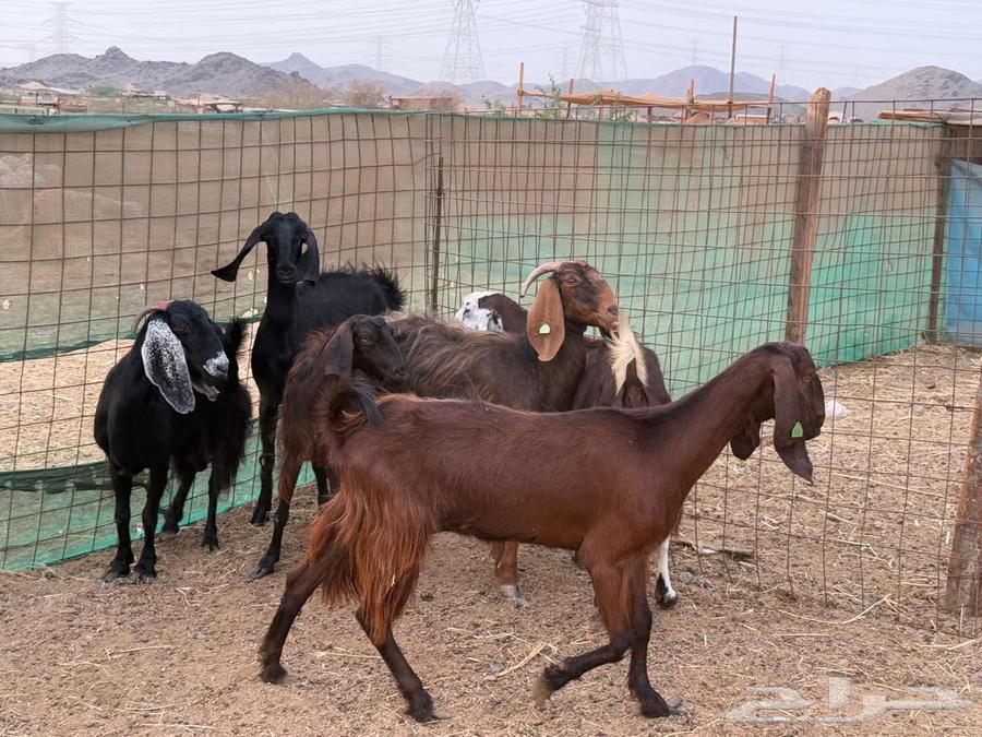 للبيع معزاء عوارض دفيع مشاءالله تبارك الله64359893958786113