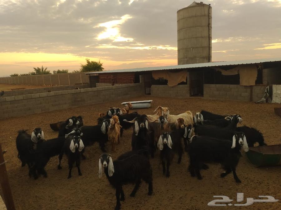 معزا مضاريع العدد 25 مع فحلهن64358957823235111