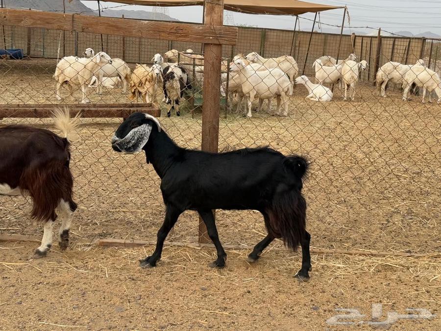 للبيع معزاء عوارض دفيع مشاءالله تبارك الله64359893958786110