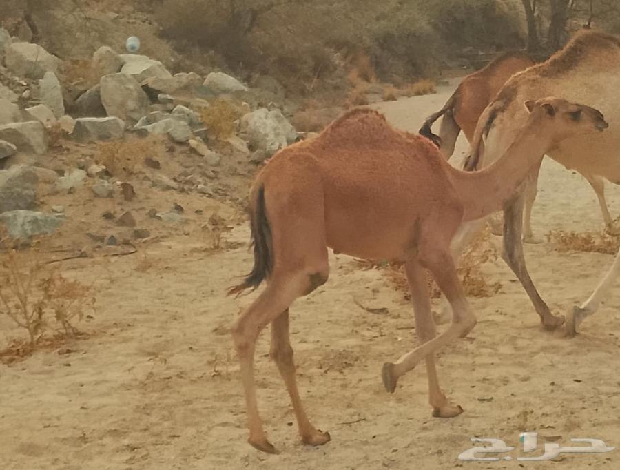 قعود البيع64360885512195112