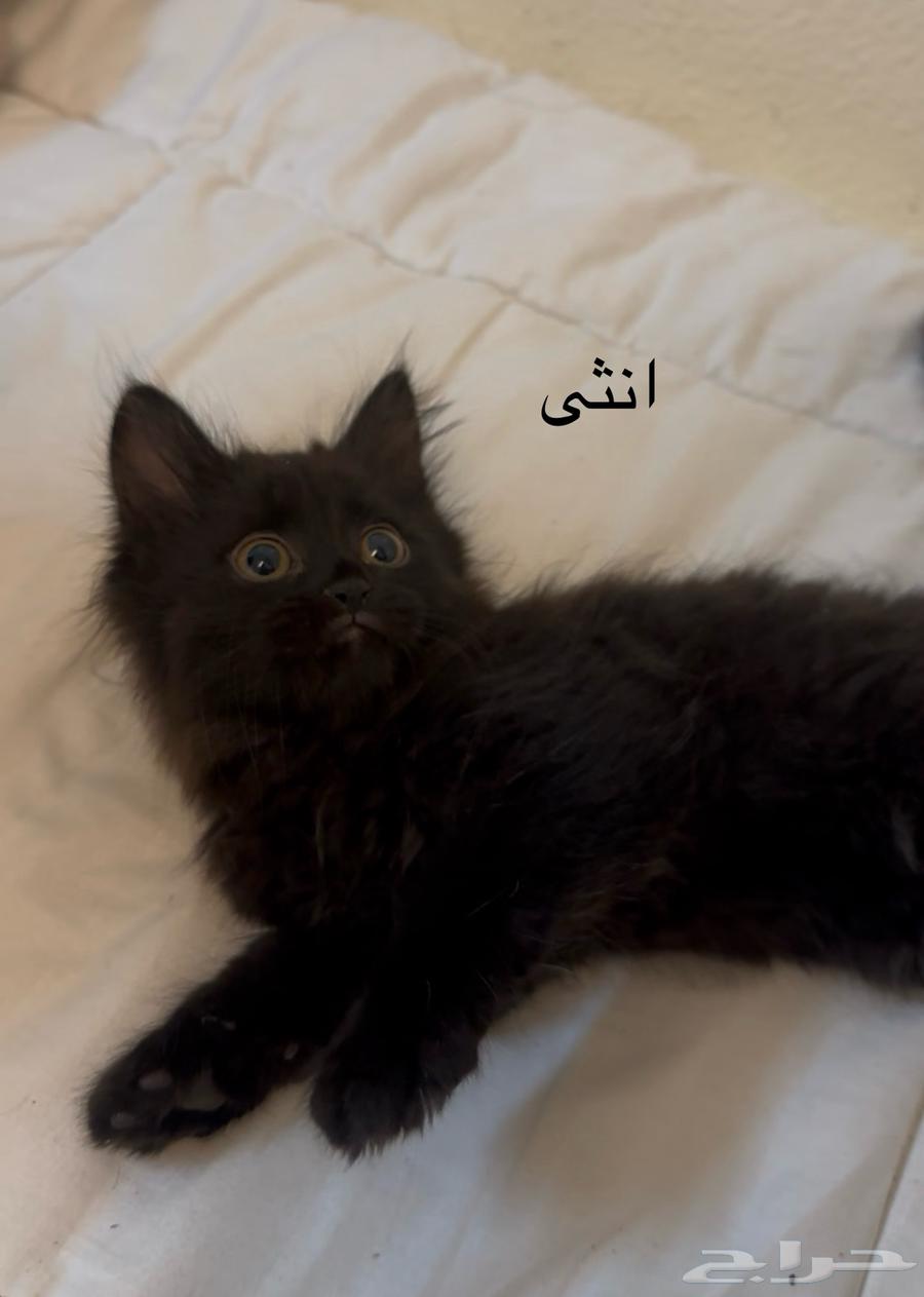 قطاوه للبيع64359966564739111