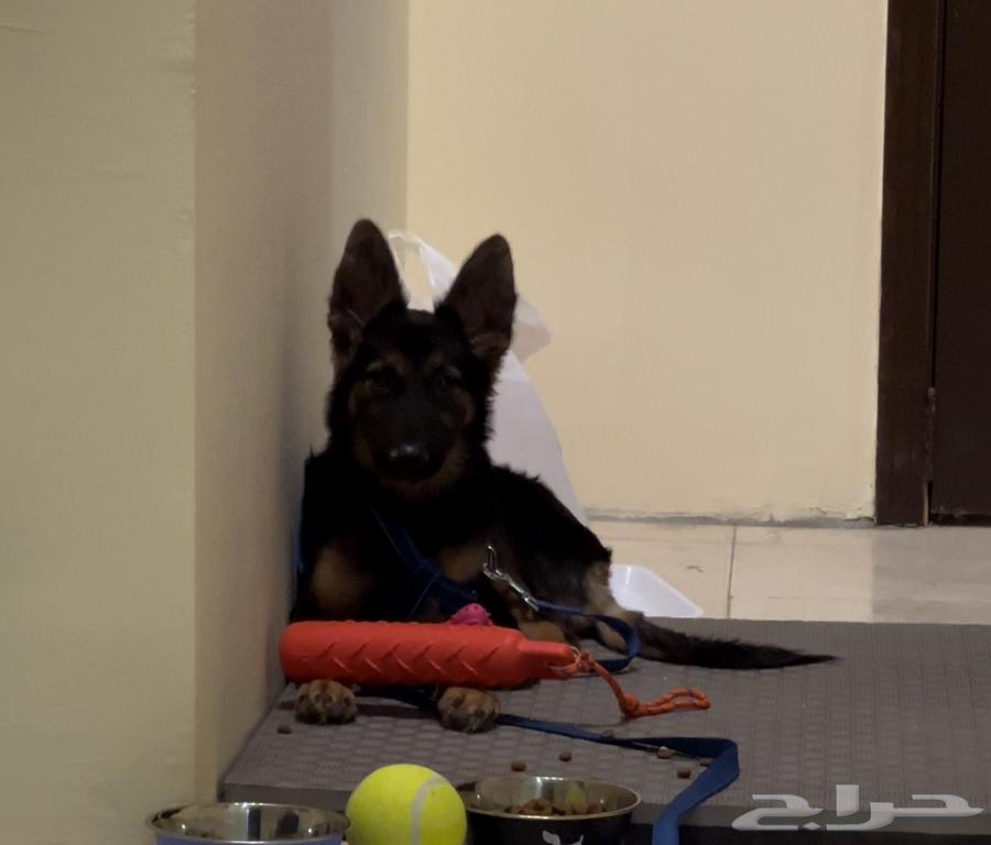 جرمان شيبرد عمره 8 أشهر64356384418050111