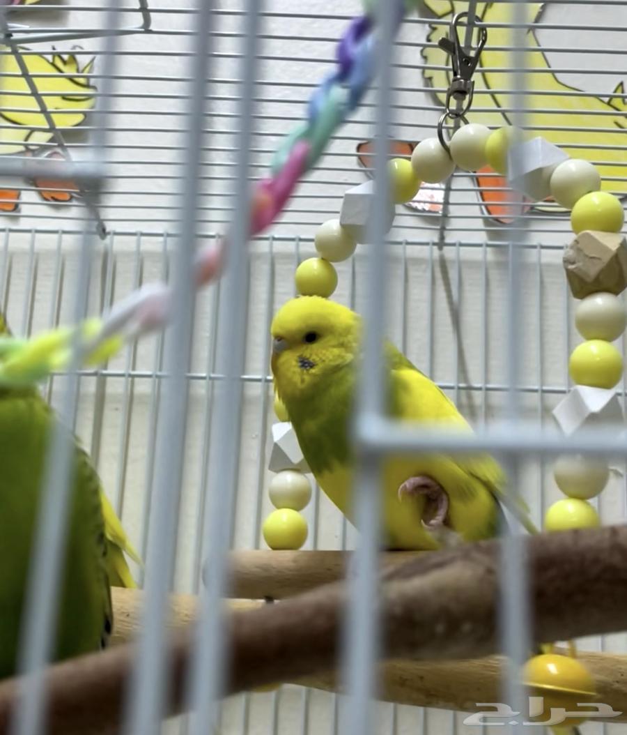 إناث عصافير الحب (البادجي) ..64350262207106110