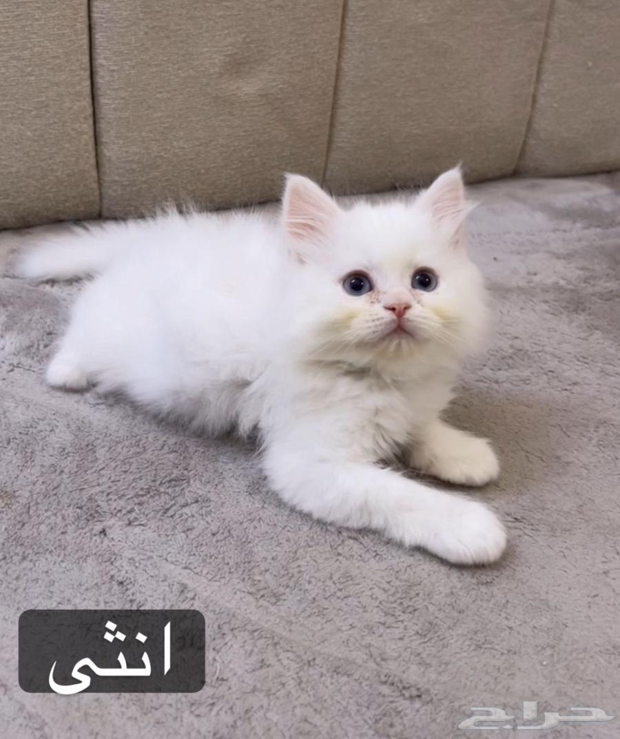 قطط للبيع 50 يوم63769916967298112