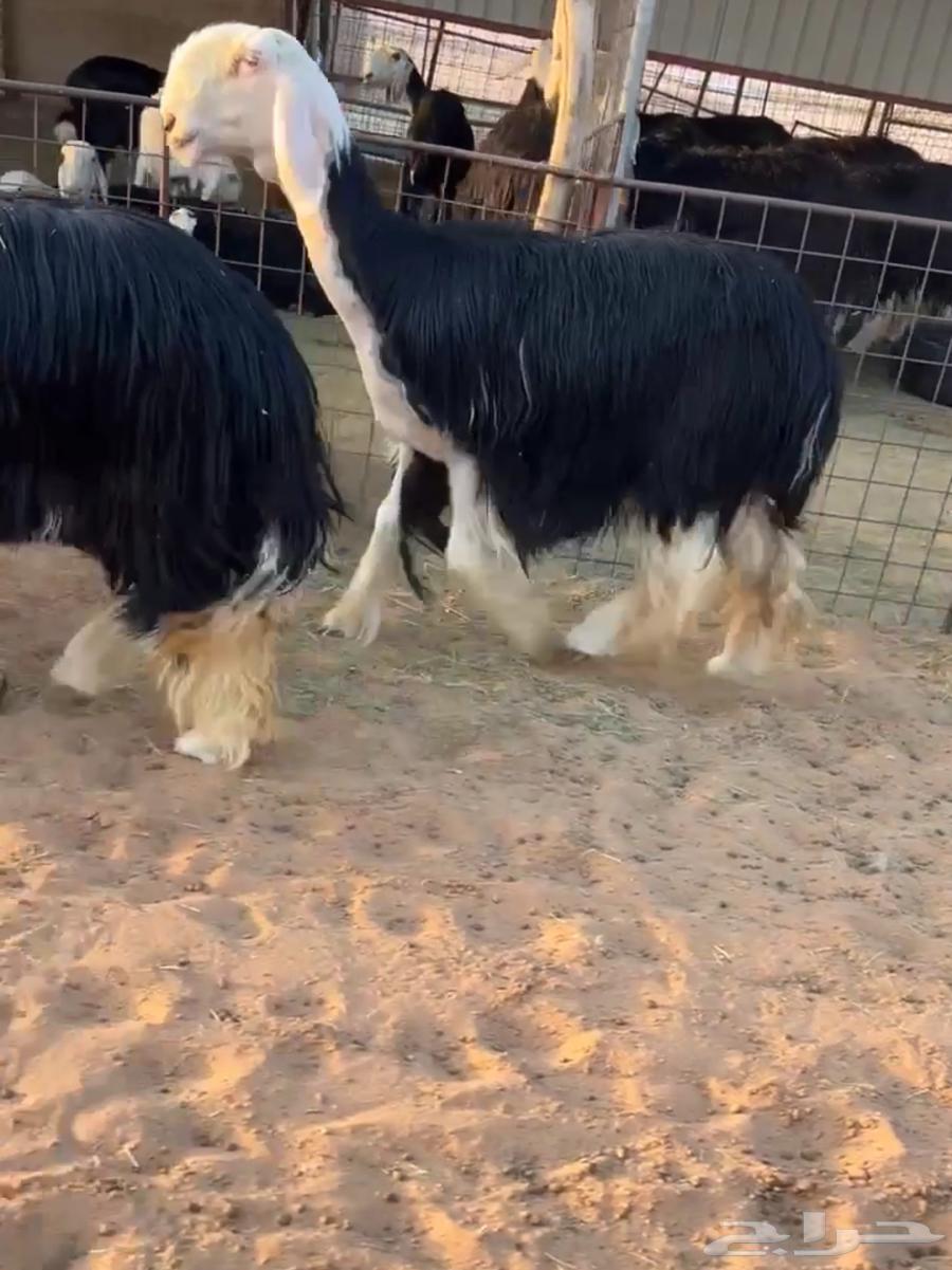 شاه نجديه صنف64359388814979110