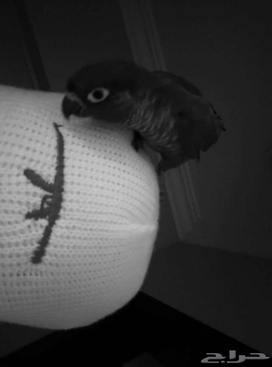 Internal and external threat, talking young Caique parrot named Omar64352733719939111