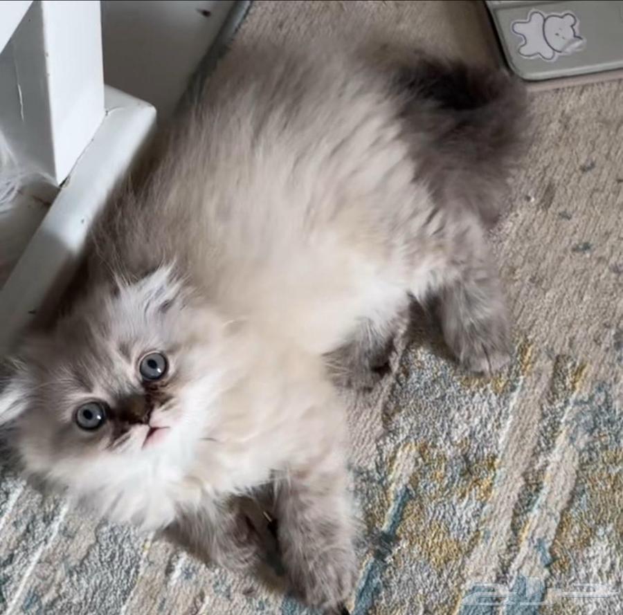 قطط قطة قطه كيتن64359749508482111