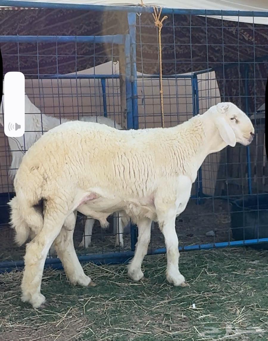 طلي حري صنف الصنف ابرص شعره ملكية تم البيعع64352320881794111