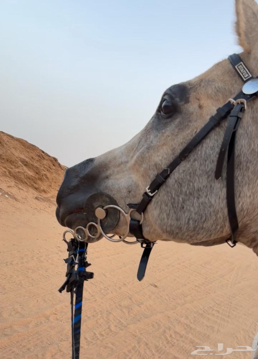 حصان شعبي شيخ64361224171395110