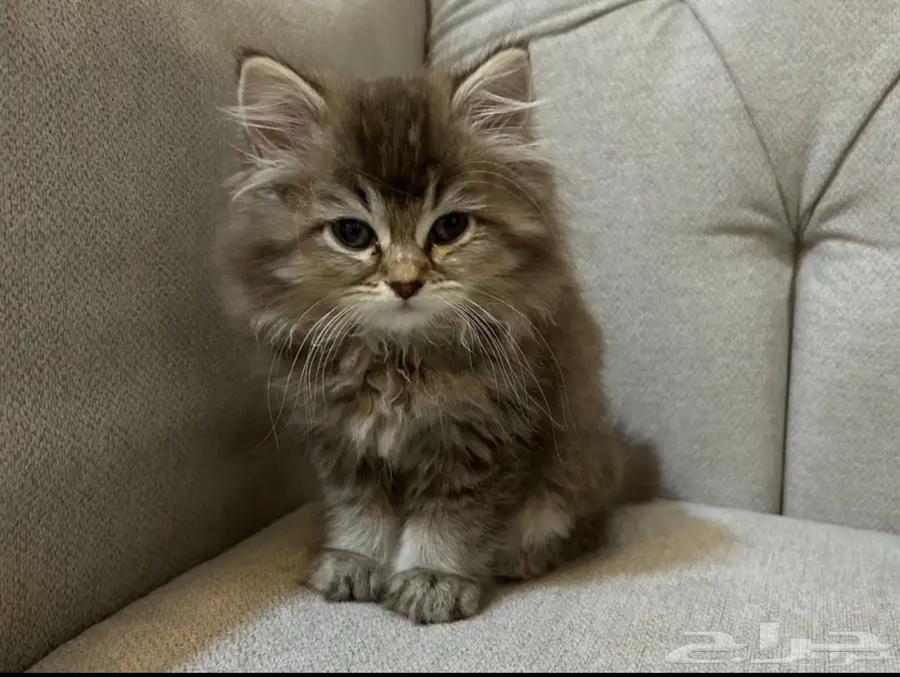 قطه للبيع انثى64362089922561110