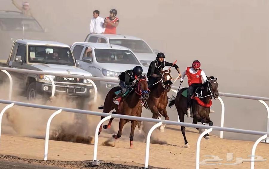 حصان انتاج بطل64361268340483113