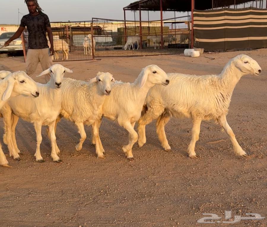 رخال حريات صنف 6 بالفحل منوة القناي((تمم البيعع))64358972521858113